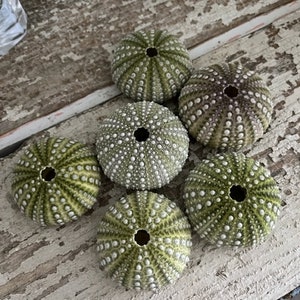 May include: Six green and white sea urchins on a weathered wooden surface. The sea urchins have a spiky texture and are arranged in a circle.