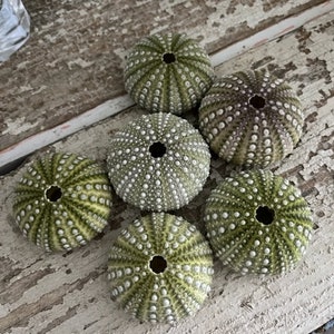 Beach Decor Mexican Green Sea Urchins 4 PC Seashells Coastal home decor Seashell Supply Natural Sea Urchins Green Urchins image 1