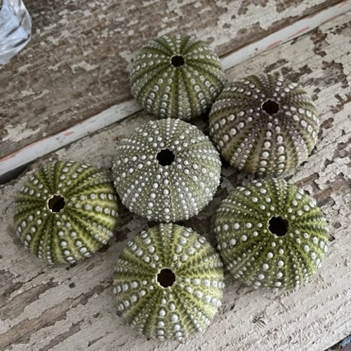 Beach Decor Mexican Green Sea Urchins (4 PC) - Seashells - Coastal home decor - Seashell Supply - Natural Sea Urchins - Green Urchins