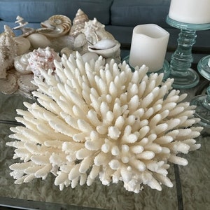 Beach Decor Table Coral Coral Seashells Beach Decor Coastal Home Decor Natural Coral Seashells, Shells image 5