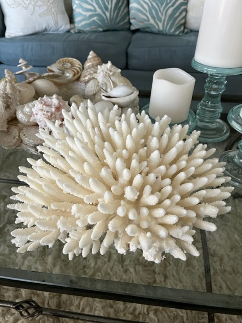 Beach Decor Table Coral Coral Seashells Beach Decor Coastal Home Decor Natural Coral Seashells, Shells image 5