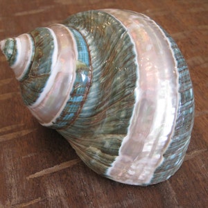 May include: A large, green and white seashell with a pearly iridescent finish. The shell has a spiral shape and is textured with ridges.
