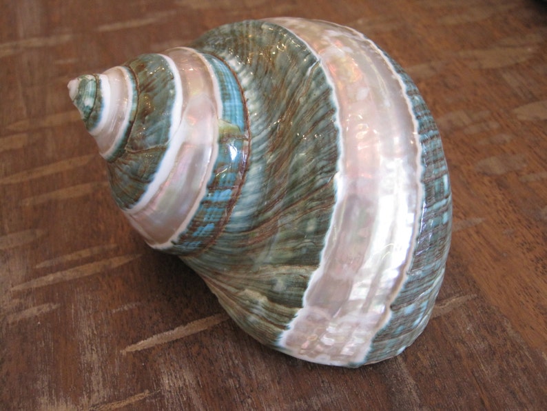 May include: A large, green and white seashell with a pearly iridescent finish. The shell has a spiral shape and is textured with ridges.