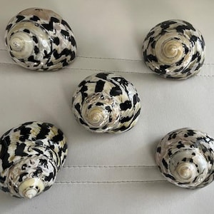May include: Five black and white seashells with a spiral pattern. The shells are arranged in a semi-circle on a white surface.