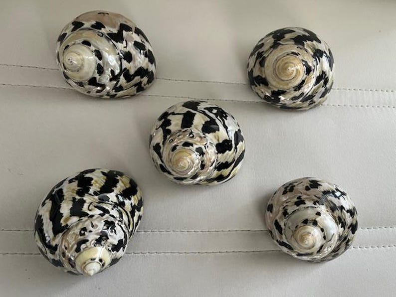 May include: Five black and white seashells with a spiral pattern. The shells are arranged in a semi-circle on a white surface.