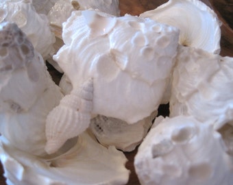 Beach Decor White Carrier Shells (6) - Seashell Supply - Beach Wedding - Craft Seashells - Coastal Home Decor - Nautical Decor