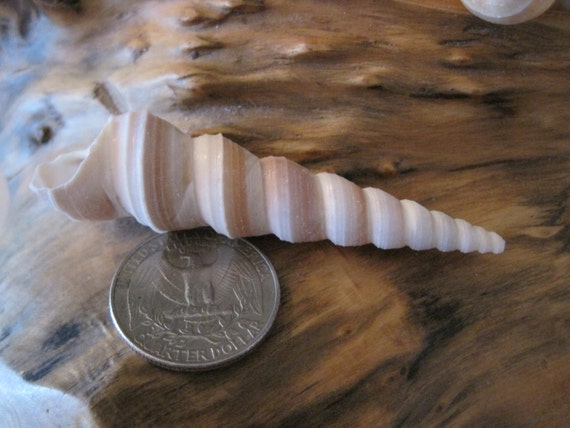 10-30mm Natural Spiral Shell Beads, Drilled Seashells, Sea Shells