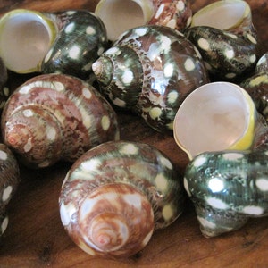 Beach Decor - Spotted Brown and Green Turbo Shell (2 pc) -  Turbo Shell - Seashell Supply -Seashells - Shells -Natural Shells -Beach Wedding