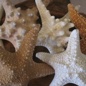 Mixed 6 PC Starfish Collection White Starfish Knobby Sugar Natural Starfish Seashells Coastal home decor Shell Supply image 5