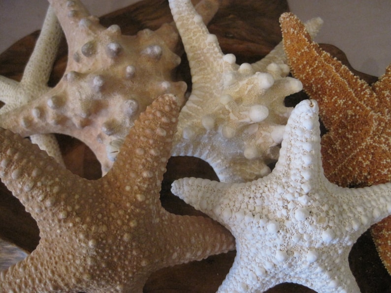 Mixed 6 PC Starfish Collection White Starfish Knobby Sugar Natural Starfish Seashells Coastal home decor Shell Supply image 5