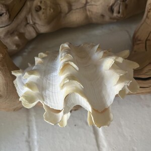 Double Squamosa Rare Clam Shell - White/Yellow Double Clam Shell - Seashells - Beach Wedding- Rare Exotic Shells - Coastal Home Decor