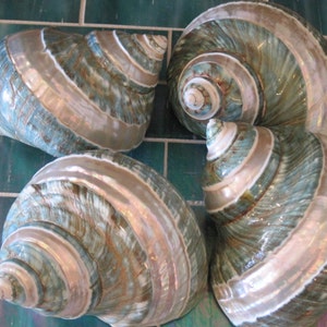 May include: Four large seashells with a green and white iridescent pattern. The shells are arranged in a circle on a blue tiled surface.
