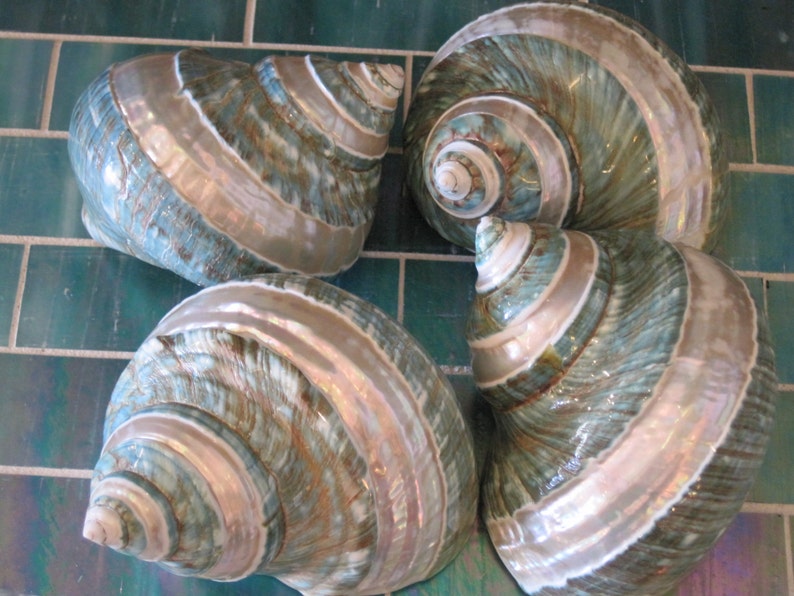 May include: Four large seashells with a green and white iridescent pattern. The shells are arranged in a circle on a blue tiled surface.