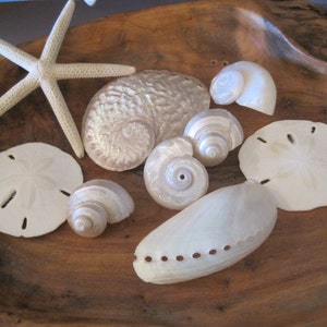 White Shell Wedding Sampler Collection - Natural Seashells - Shells - Coastal home decor - Seashell Supply