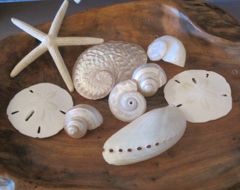 White Shell Wedding Sampler Collection - Natural Seashells - Shells - Coastal home decor - Seashell Supply