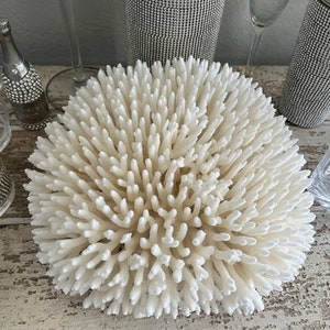 Beach Decor Table Coral Coral Seashells Beach Decor Coastal Home Decor Natural Coral Seashells, Shells image 3