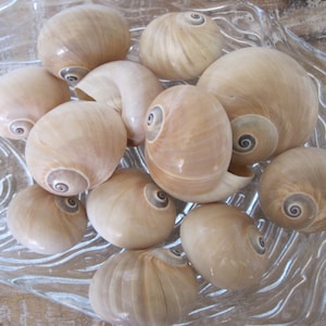 Whale Eye Shells  (10 PC) - Seashells - Snail Shells - Seashell Supply - Craft seashells - Hermit Crab Shells - Frames - Mirrors - Vases