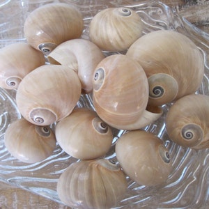 Conchiglie a forma di occhio di balena (10 pezzi) - Conchiglie - Conchiglie di lumache - Forniture di conchiglie - Conchiglie artigianali - Conchiglie di paguro - Cornici - Specchi - Vasi