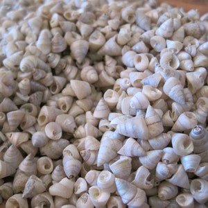 Venetian Pearl Shells 1 cup Craft Shells Beach Wedding Nautical Decor Beach Decor image 2