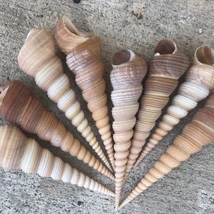 XL Brown Turritella Seashells (2 pc) - Large Turritella Shells - Seashell Supply - Craft Seashells- Beach Wedding - Coastal Beach Home Decor