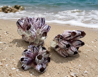 May include: Three clusters of barnacles with a distinct purple and white striped shell pattern. Each cluster features multiple conical, hollow openings with a rough, textured exterior surface, arranged in dense, organic groupings on the sand.