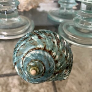 Beach Decor Turquoise Snail Shell Turbo Snail Shell Seashell Supply Coastal Home Decor Seashells Beach Wedding Nautical Decor image 8