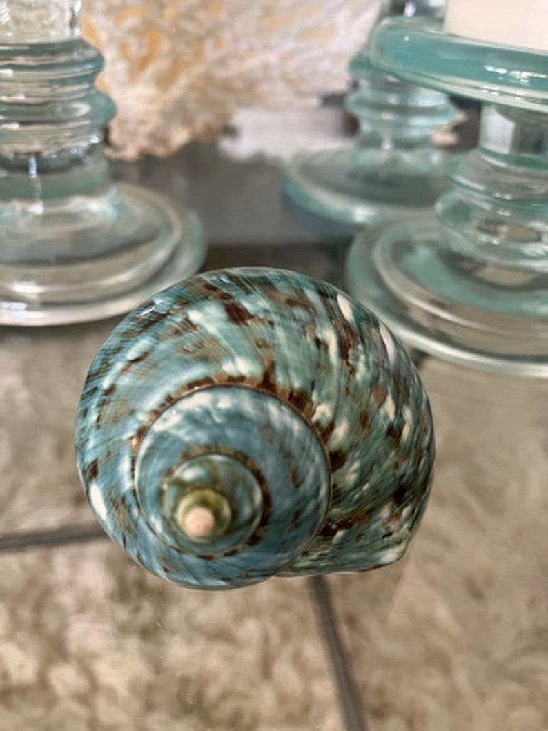 Beach Decor Turquoise Snail Shell Turbo Snail Shell Seashell Supply Coastal Home Decor Seashells Beach Wedding Nautical Decor image 8