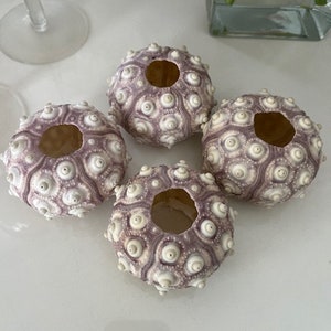 Rare XL Purple Sputnik Sea Urchins 1 PC Natural Seashells Urchins Craft Seashells Coastal home decor Seashell Supply Weddings 画像 4