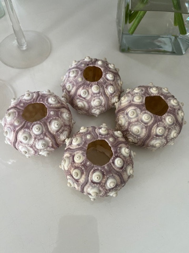 Rare XL Purple Sputnik Sea Urchins 1 PC Natural Seashells Urchins Craft Seashells Coastal home decor Seashell Supply Weddings 画像 4