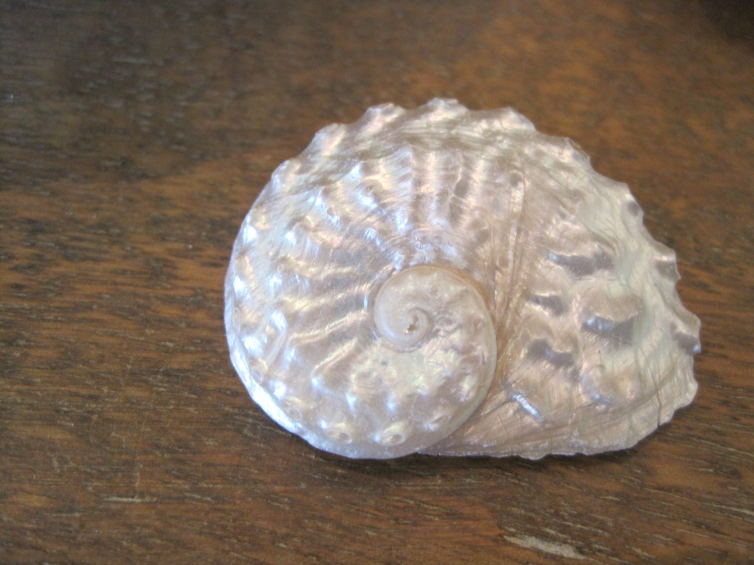 Tiny Beach Decor Abalone Shells 10 Small Abalone Shell | Etsy