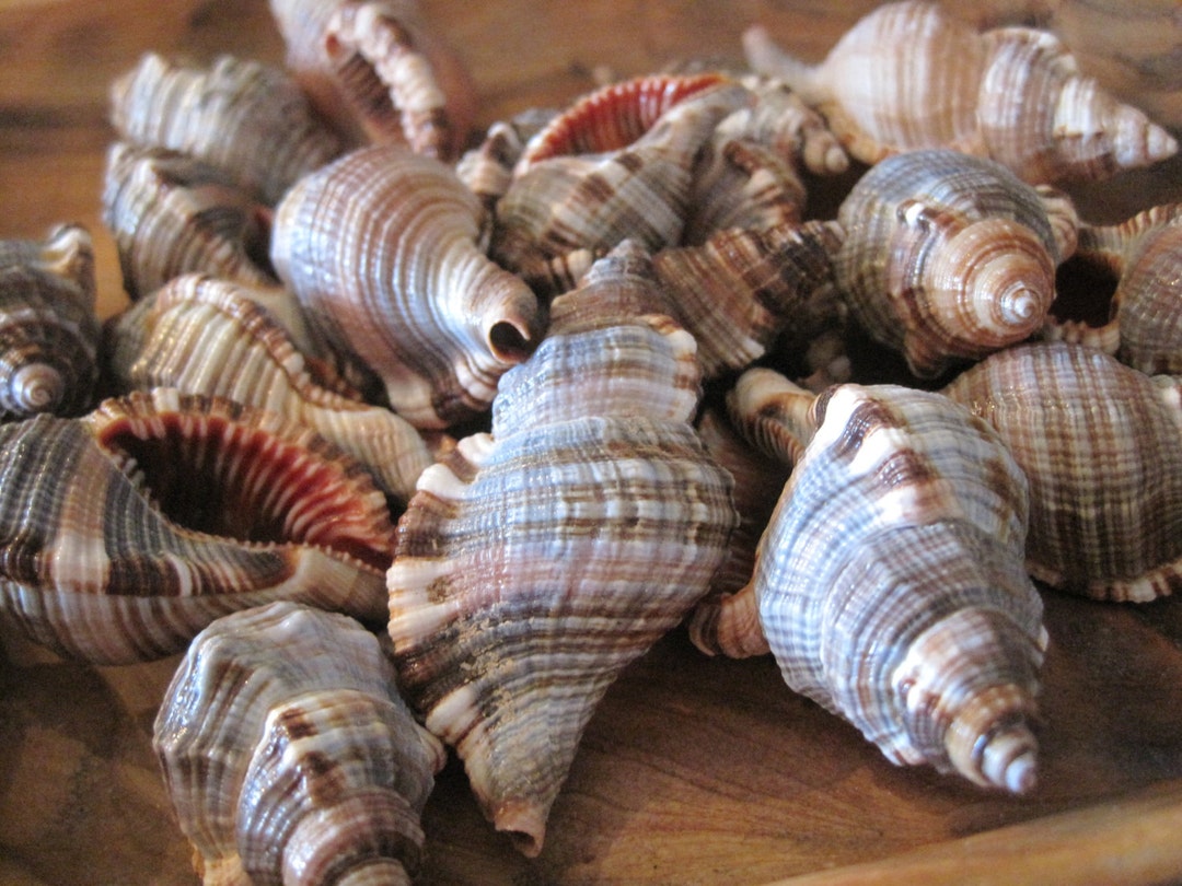 Trtion Shells Hairy Triton Seashells (6 PC) - Shells - Seashell Supply - Craft ...