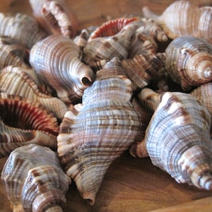 Hairy Triton Seashells (6 PC) - Shells - Seashell Supply  - Craft Seashells - Coastal Home Decor - Brown Craft Shells - Nautical Shells