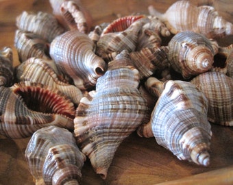 Hairy Triton Seashells (6 PC) - Shells - Seashell Supply  - Craft Seashells - Coastal Home Decor - Brown Craft Shells - Nautical Shells