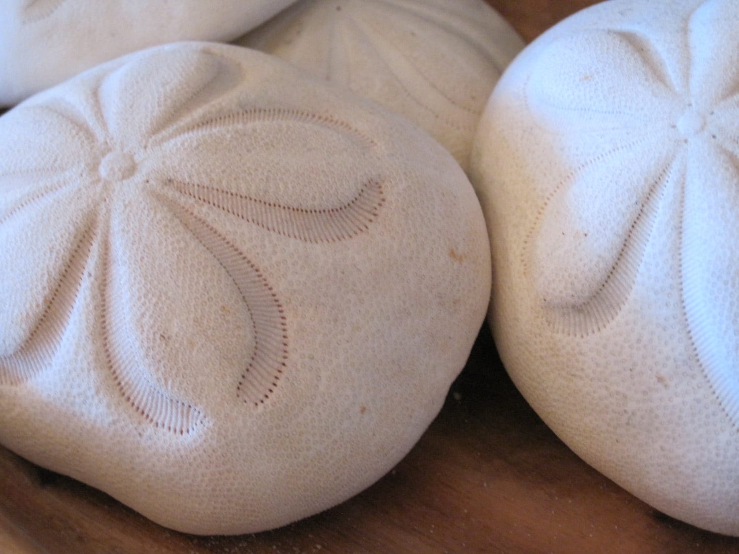 Large Sea Biscuits 2 Seashell Supply Seashells Sand Etsy