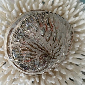 Polished Midae Abalone Seashell (1)  - Large Abalone Shell- Seashell Supply - Craft Seashells - Coastal Home Decor - Beach Wedding