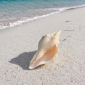 Puede incluir: Una gran concha de color crema descansa en una playa arenosa cerca del océano. La forma espiral y el extremo abierto de la concha son visibles, con el océano y la costa al fondo. La arena es blanca y el agua es de color turquesa claro.