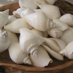 White Canarium Shells (6) - Seashells - Seashell Supply - Beach Wedding - Craft Seashells - Coastal Home Decor