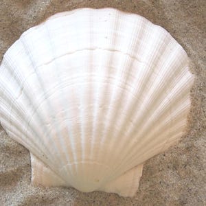 May include: A large, white scallop seashell with a ridged texture, resting on a bed of sand. The shell's fan-like shape and creamy color are prominent. Ideal for coastal decor or beach-themed crafts.
