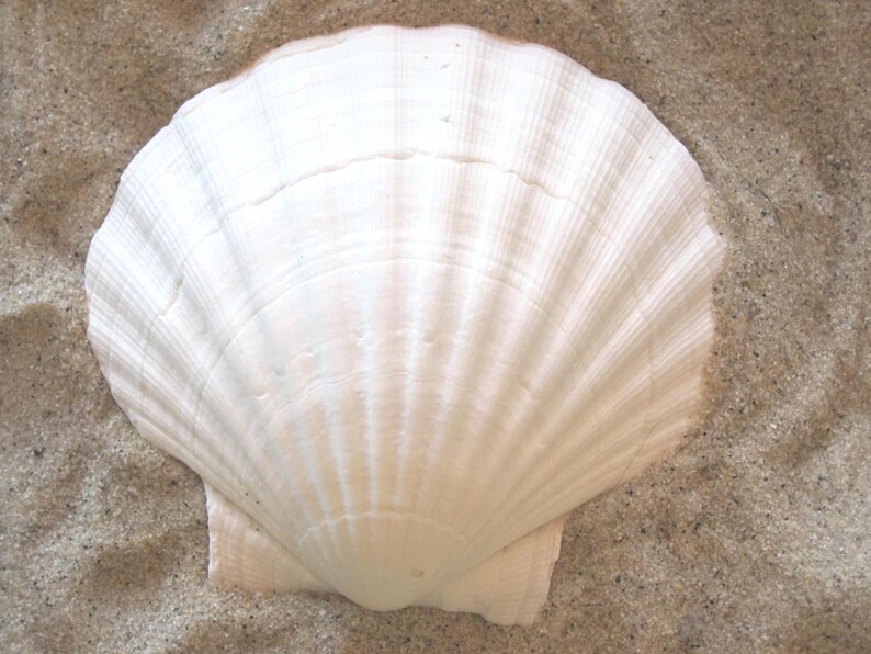 May include: A large, white scallop seashell with a ridged texture, resting on a bed of sand. The shell's fan-like shape and creamy color are prominent. Ideal for coastal decor or beach-themed crafts.