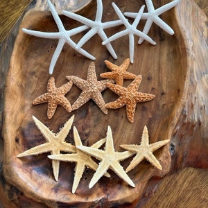 Mini Starfish Collection 12 PC Mini White Starfish Sugar Starfish Tan Starfish Natural Seashells Coastal Seashell Supply image 2