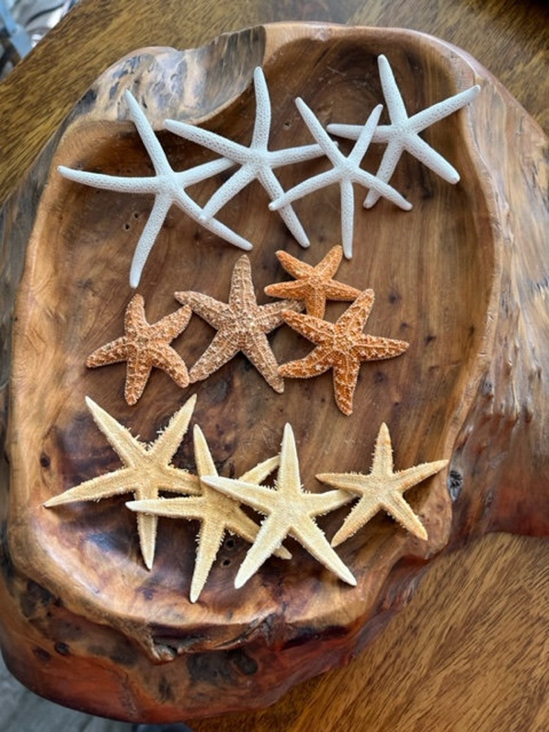 Mini Starfish Collection 12 PC Mini White Starfish Sugar Starfish Tan Starfish Natural Seashells Coastal Seashell Supply image 2