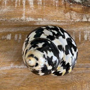 XL Magpie Turbo Shell (1 pc)- Hermit Crab Shell - Large Opening Sizes (1.25" & up) - Natural Turbo Shell -Seashell Supply- Magpie Turbo image 4
