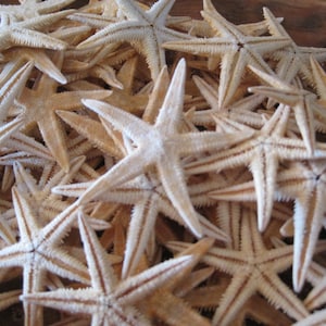 Beach Decor Natural Philippine Mini Starfish (10 PC) - Starfish - Seashells  - Coastal Home Decor - Beach Decor - Beach Wedding