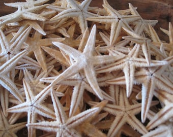 Beach Decor Natural Philippine Mini Starfish (10 PC) - Starfish - Seashells  - Coastal Home Decor - Beach Decor - Beach Wedding