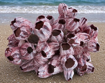May include: A cluster of barnacles featuring a textured, conical shell structure with a deep reddish-purple and white color palette. Each individual shell has a hollow, open top, creating a dense, organic formation with visible ridges and grooves.