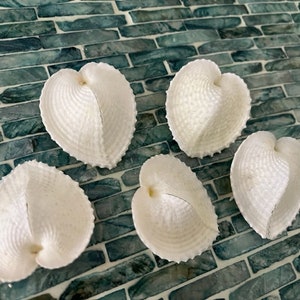 Heart Cockle Seashells 3 Seashells Seashell craft supply Beach Wedding Coastal Home Decor Delicate Seashells Beach Home Decor image 9