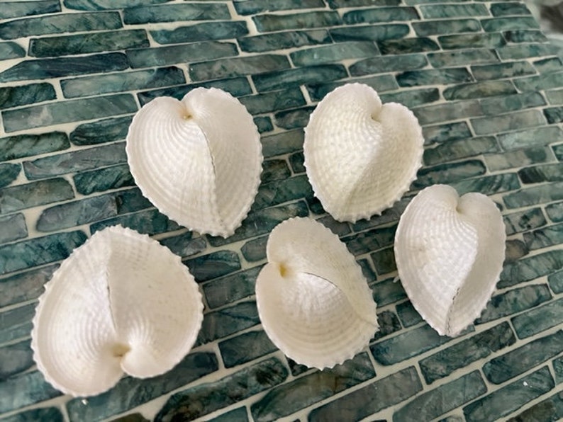 Heart Cockle Seashells 3 Seashells Seashell craft supply Beach Wedding Coastal Home Decor Delicate Seashells Beach Home Decor image 9