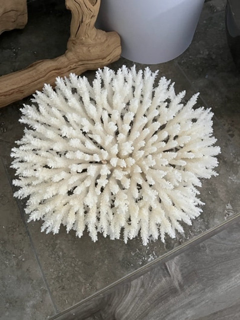 Beach Decor Table Coral Coral Seashells Beach Decor Coastal Home Decor Natural Coral Seashells, Shells image 8