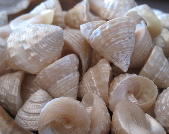Beach Decor Pong Shells (25) - Seashell Supply - Beach Wedding - Craft Seashells - Coastal Home Decor - Nautical Decor