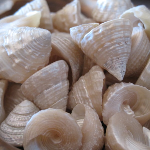 Beach Decor Pong Shells (25)  - Seashell Supply - Beach Wedding - Craft Seashells - Coastal Home Decor - Nautical Decor